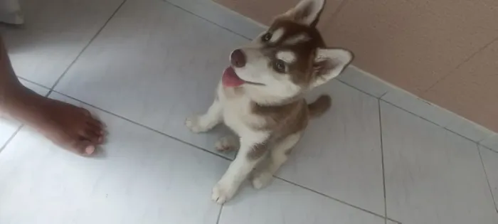 Vendo Husky de 2 meses