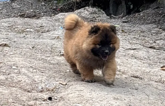 Chow Chow fêmea