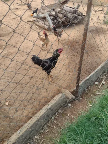 Vendo os 2 galos