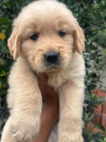 Raça Inteligente, Amigos e Lindos Filhotes de Golden Retriever!!!