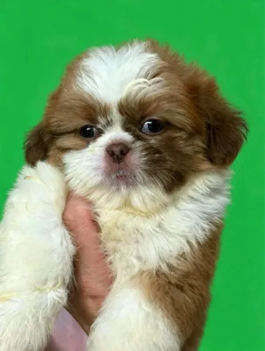 Shih-tzu Filhote Encantador - Pronto para um Novo Lar
