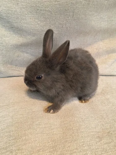 COELHOS MINI!!!
