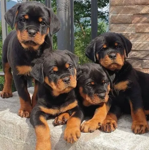 Rottweiler Um amigo que entende seus silêncios