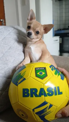 Cruzamento chihuahua