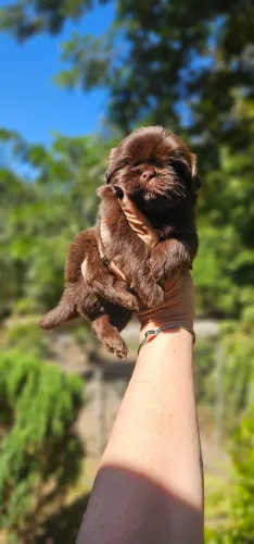 Shih-tzu Chocolate sólido Maravilhoso