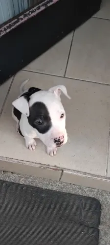 Filhote de pitbull 
