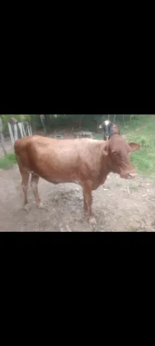 Vendo vaca Caracu dando leite e acompanha bezerro de 1 mês de vida.