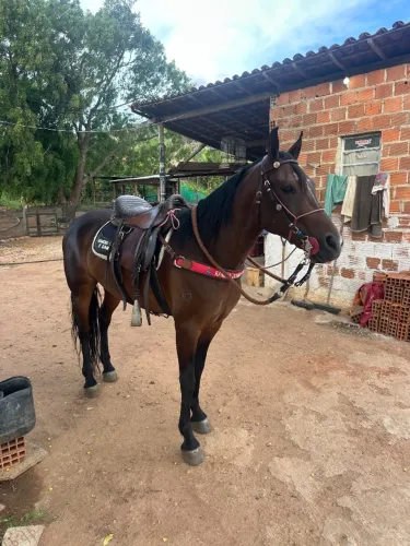Cavalo mm registrado no definitivo, castrado, cavalo lindo e muito forte, 5 anos. 