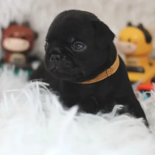 Pug/ A carinha amassada mais apaixonante é carismática do mundo!