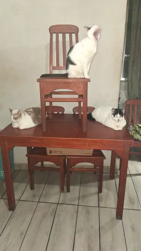 Mesa de jantar madeira maciça seminova acompanha 4 cadeiras . Estilo rústico clássico.