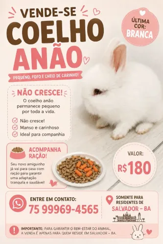 Coelho anão.