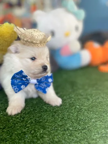 Lindo machinho de spitz alemão na cor creme $2.200,00