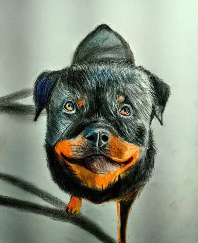 Fasso Desenhos Realistas de pessoas e animais 50R$