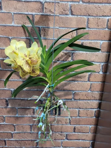 Orquídea Vanda - Flores amarelas com manchas marrons