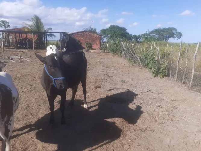 Vendo uma vaca cm bezerro