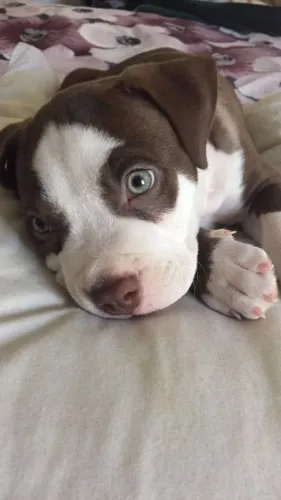 Filhote de Pitbull! Tamanho !!!