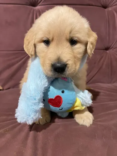 Filhote Golden Retriever, Os companheiros mais leais estão aqui!