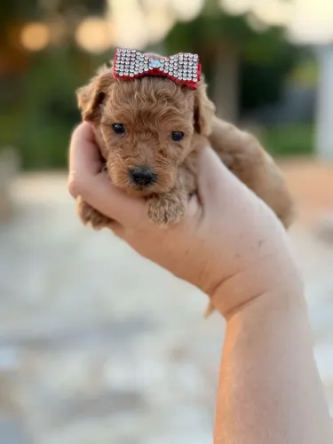 Poodle Toy lindos filhotes red não perca essa oportunidade