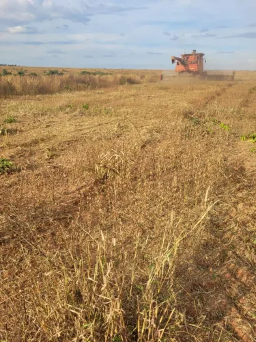 2 Fazenda de arrendamento 1.050 hec em Itapurah MT.