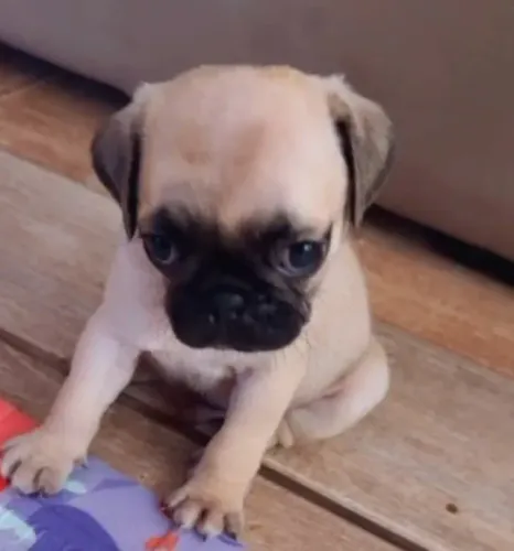 Pug Filhotes Abricot Belíssimos.