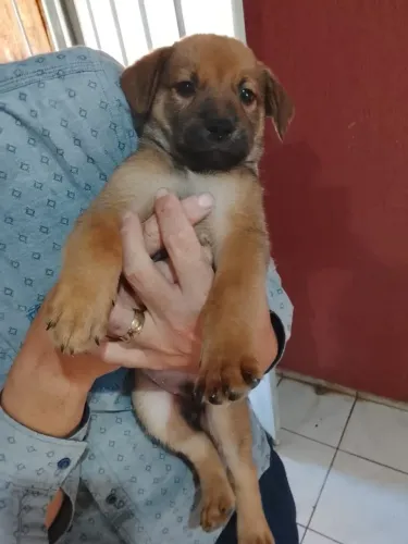 Doa se filhotes de Chow Chow com caramelo