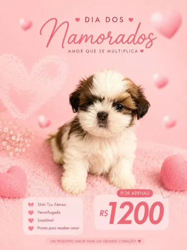 Shihtzu fêmeas mini
