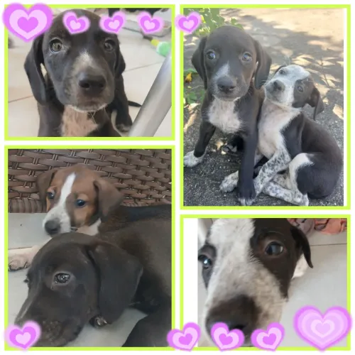 Cães pra adoção porte pequeno a médio