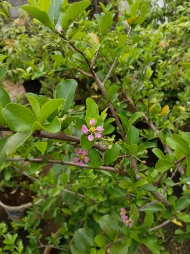 Mudas de acerola