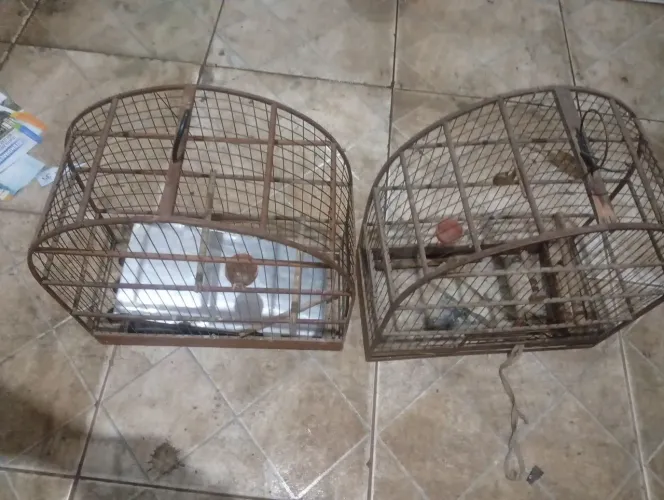 gaiolas 2 