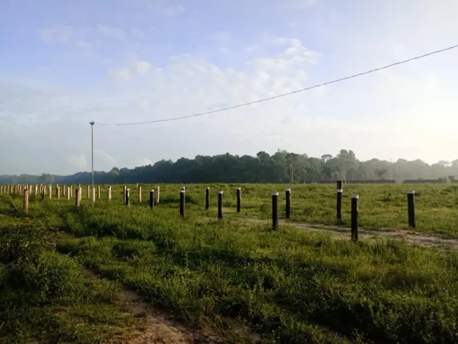 Fazenda para venda tem 125 hectares, 100 hectares de pastos Braquiária