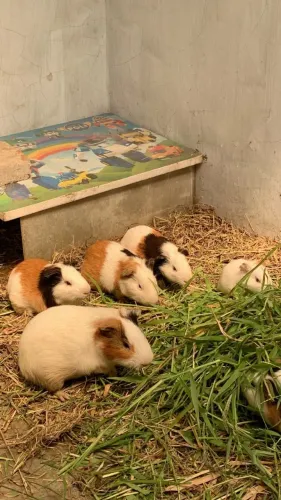 Doação de porquinho da india
