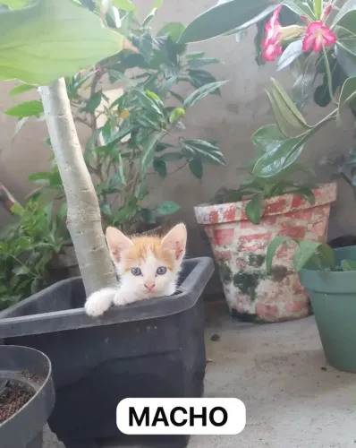 Doa se gatinhos