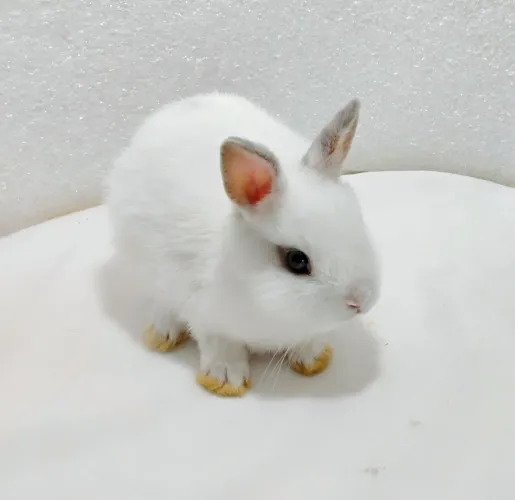 Mini Coelhos Netherland à Pronta Entrega