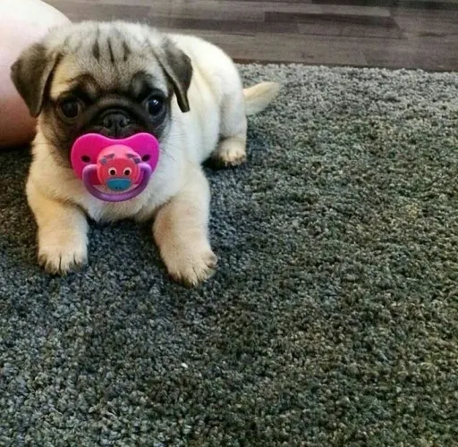 Filhotes De Pug - Filhotes Criado Com Muito Carinho 