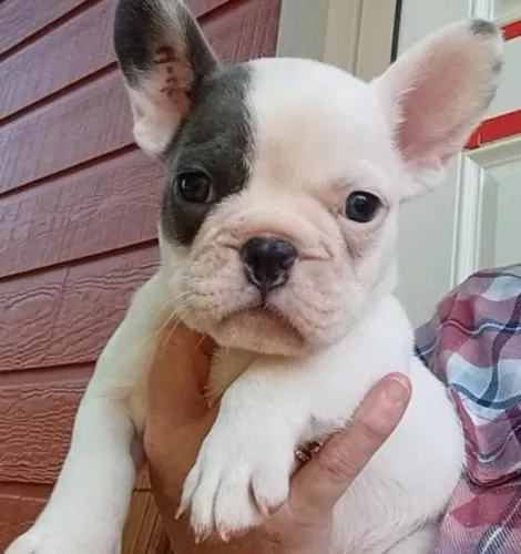 Bulldog Francês Filhotes Linhagem Diferenciada. 