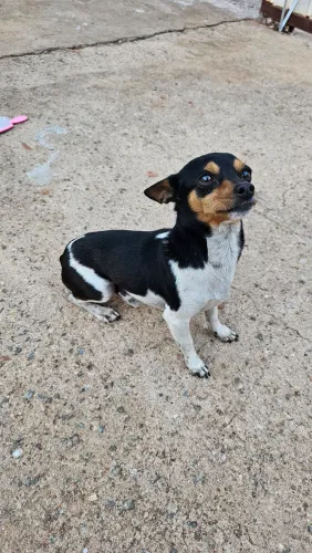 Pinscher Macho para Cobertura
