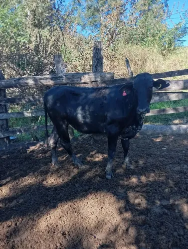 Garrotas Girolando de inseminação 3/4 luxo