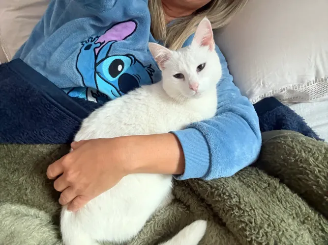 Dia-se gatinha dócil