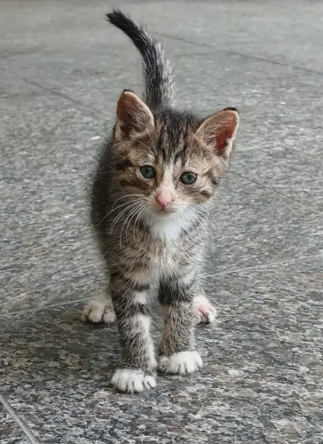 Adoção de gato ( 3 filhotes)