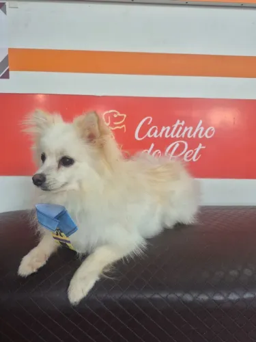 Procura-se fêmea para cruzar com meu sptiz alemão macho