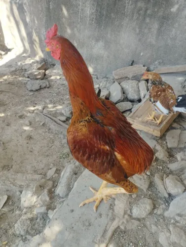 Galo Caipira