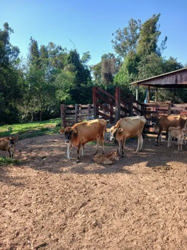 Vendo 2 vacas Jersey 1° cria paridas. 6 mil cada.