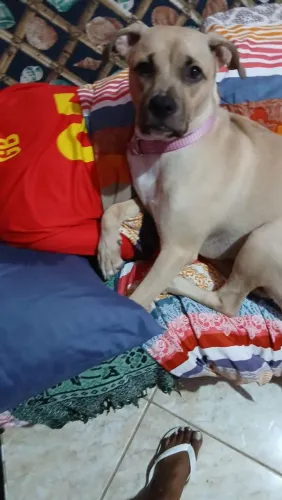 Doação de pet