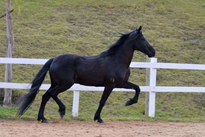 Cavalo Preto Garanhão registrado a Venda