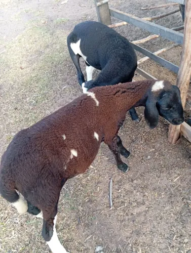 Carneiro e ovelha