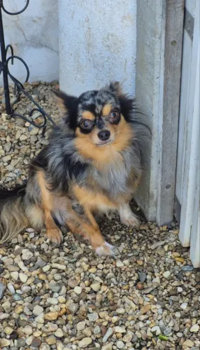 Chihuahua filhote