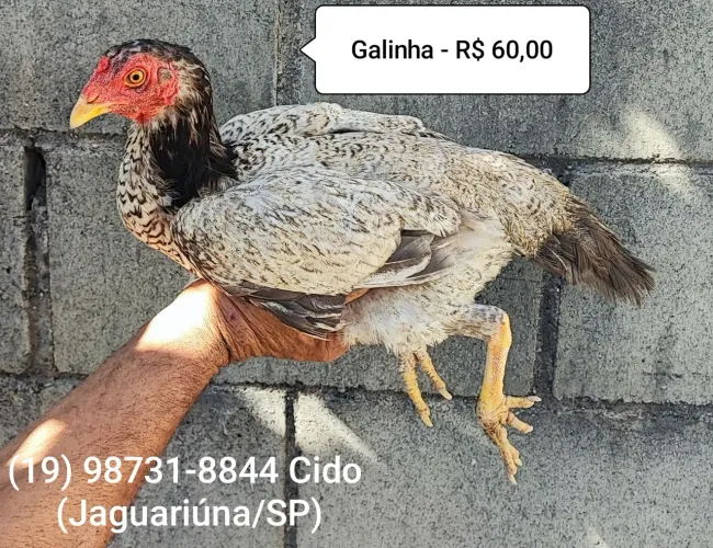 Galinha caipira - R$ 60,00