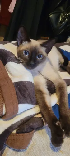 Gatinha para adoção 