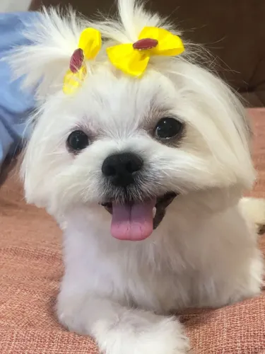 Mini Shitzu fêmea