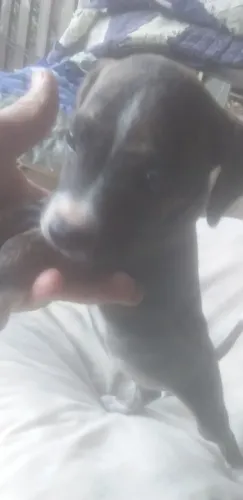 É da raça pinscher misturado Cofap